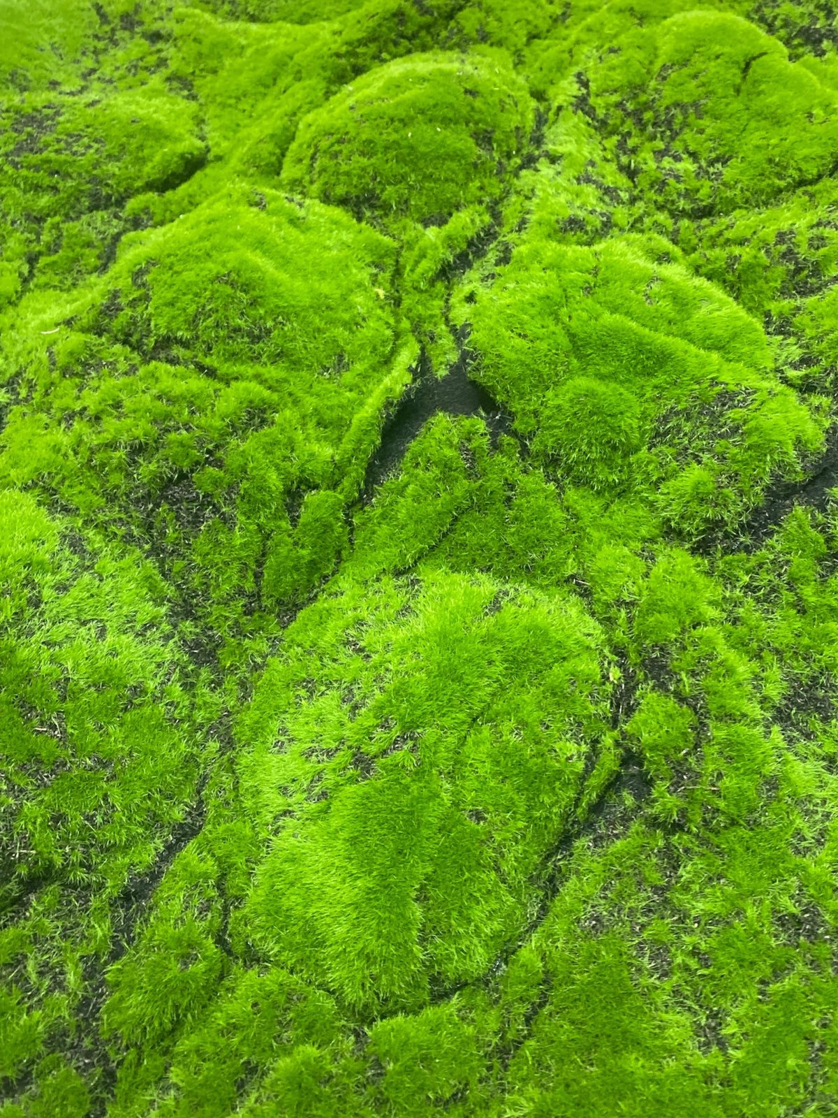 39.37''x39.37'' Moss Sheet ( YM-CP031C-Green )