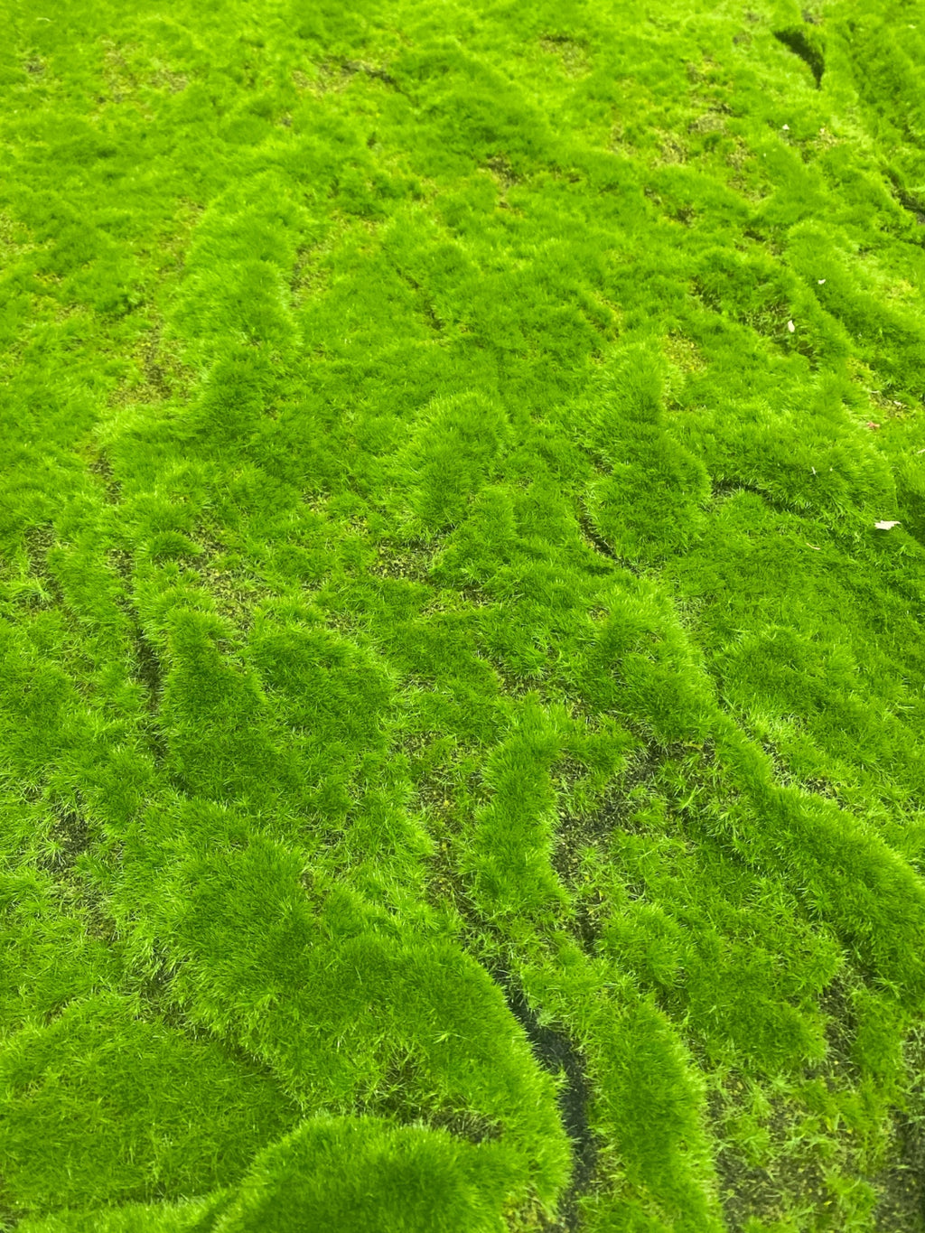 39.37''x39.37'' Moss Sheet ( YM-CP007-Green )