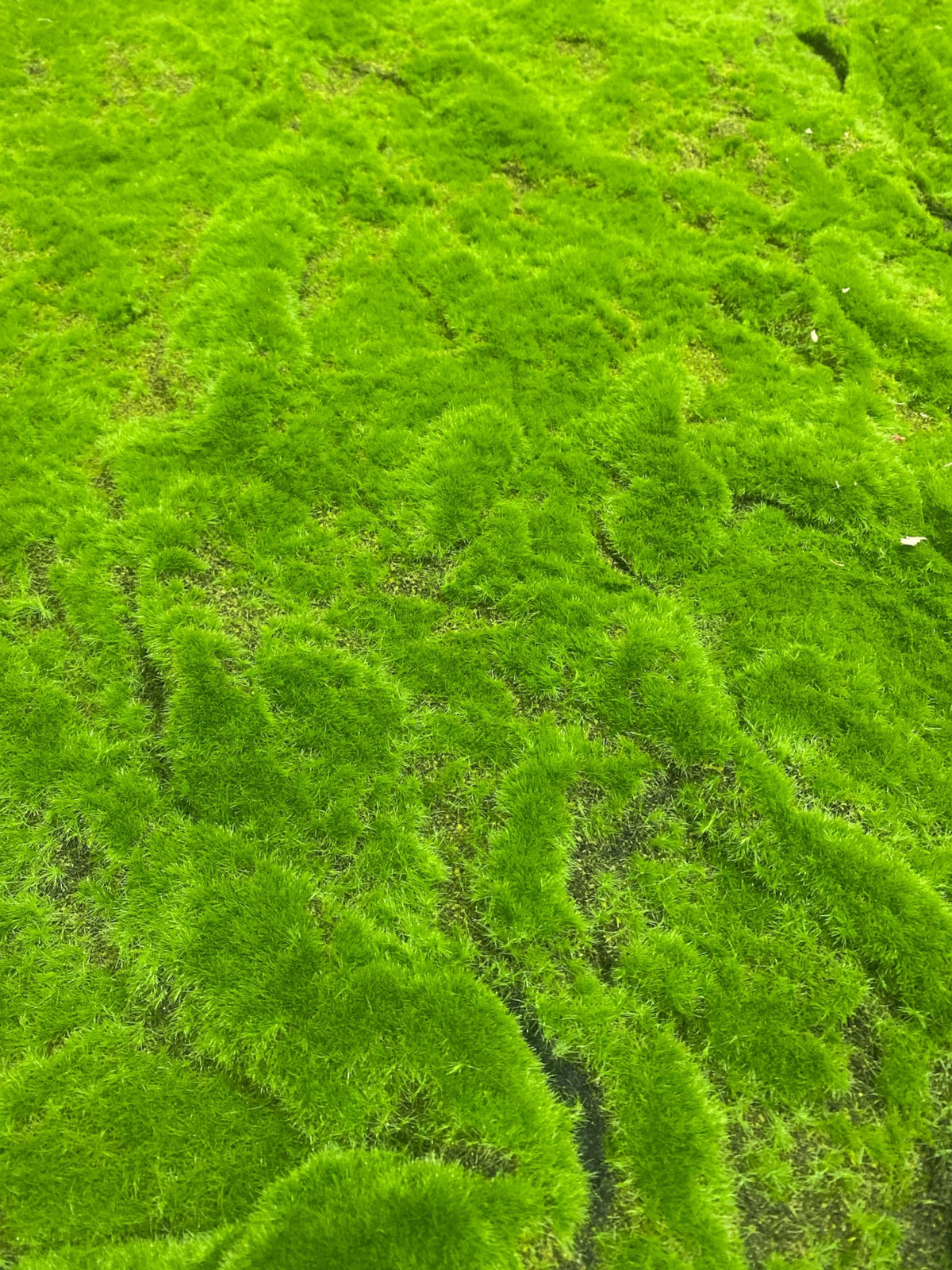 39.37''x39.37'' Moss Sheet ( YM-CP007-Green )