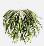 24'' Spider Plant ( INT417A )