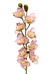 36'' Natural Touch Cymbidiu Orchid ( INT054-Cream/ Beauty Spot )