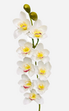 36'' Natural Touch Cymbidiu Orchid ( INT054-White )