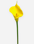 30”  Real Touch Calla Lily Spray ( INT928-Yellow )