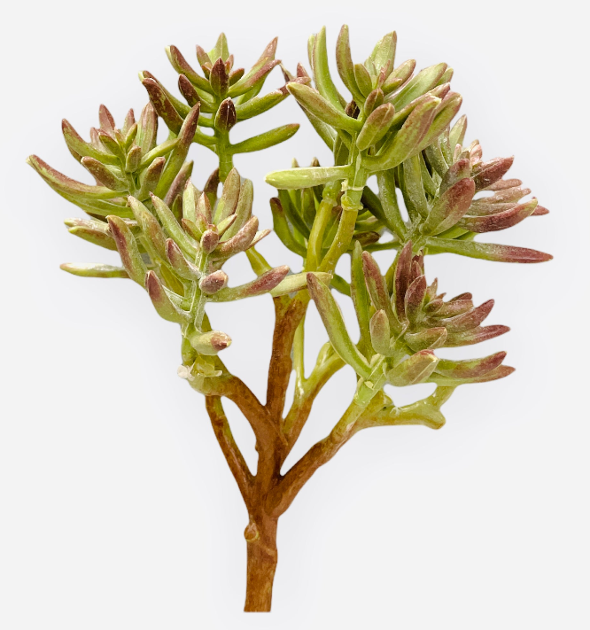 10'' ALOE PHICATILIS PLANT ( 123992GN/BN )