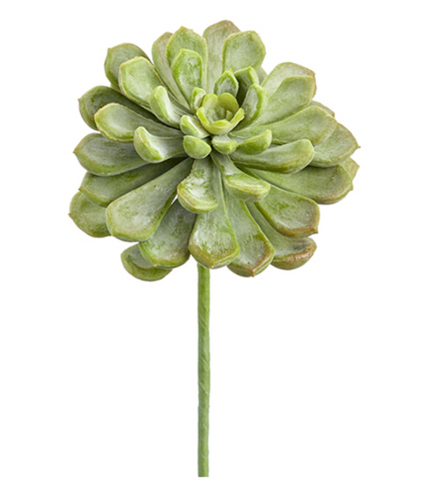 6'' SOFT TOUCH BABY AEONIUM PICK ( CA2195-GR/FS )