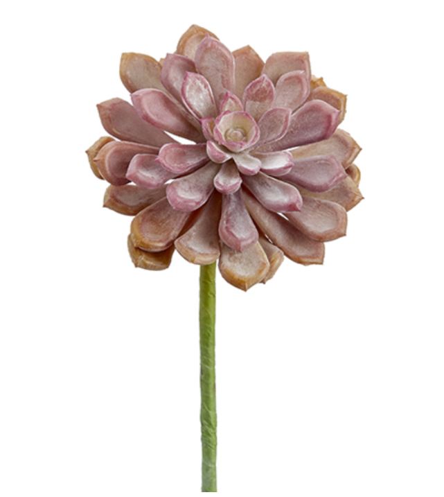 6'' SOFT TOUCH BABY AEONIUM PICK ( CA2195-CO/TT )