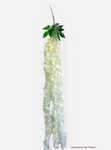 56'' SWEET HANGING ARQUID 3 STEM ( H3K6-Cream )