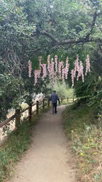 42'' Hanging Wisteria ( INT1226-New Fuchsia )