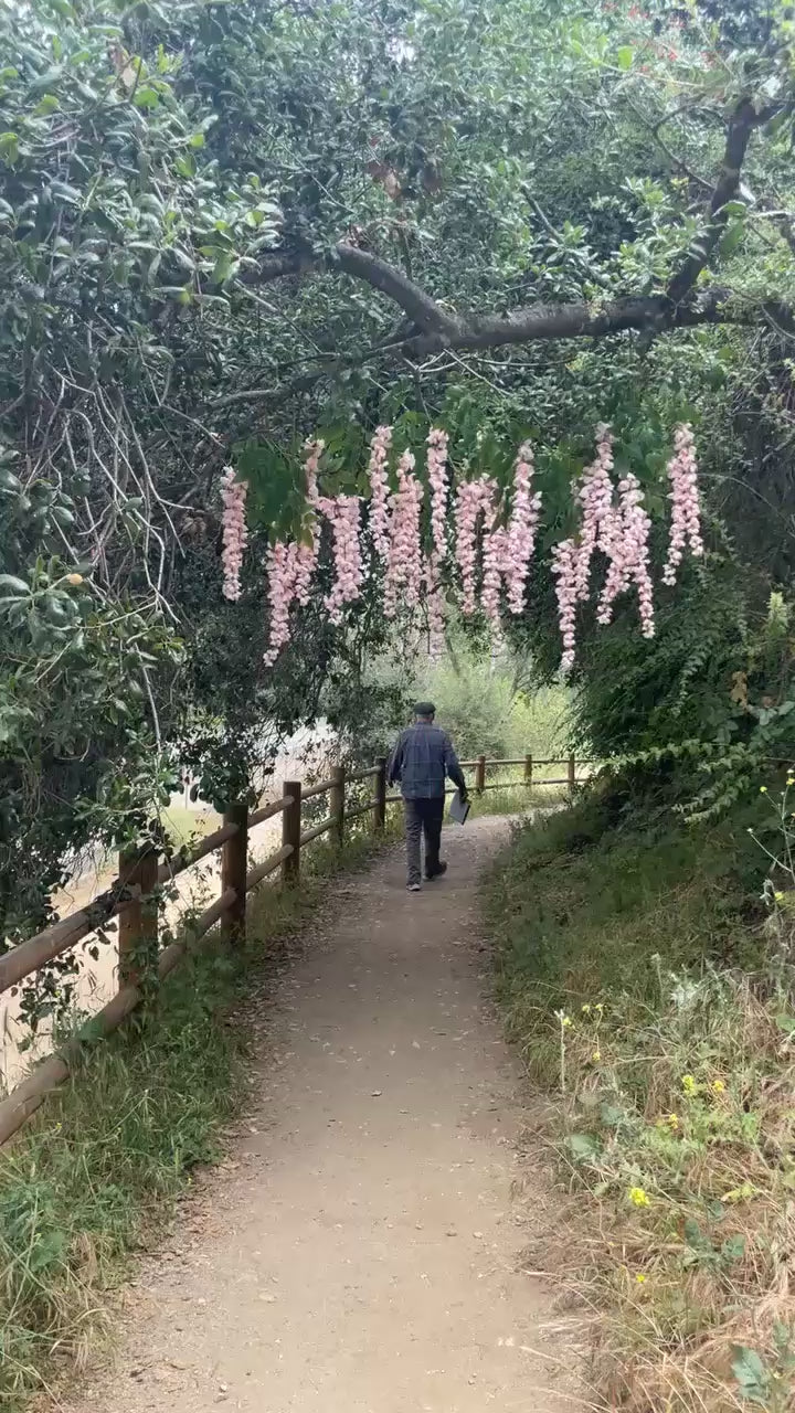 42'' Hanging Wisteria ( INT1226-New Fuchsia )