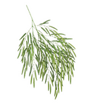 26" Weeping Willow Spray ( INT930)