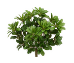 17'' Faux Pittosporum Leaf Bush ( PBP571-Green )