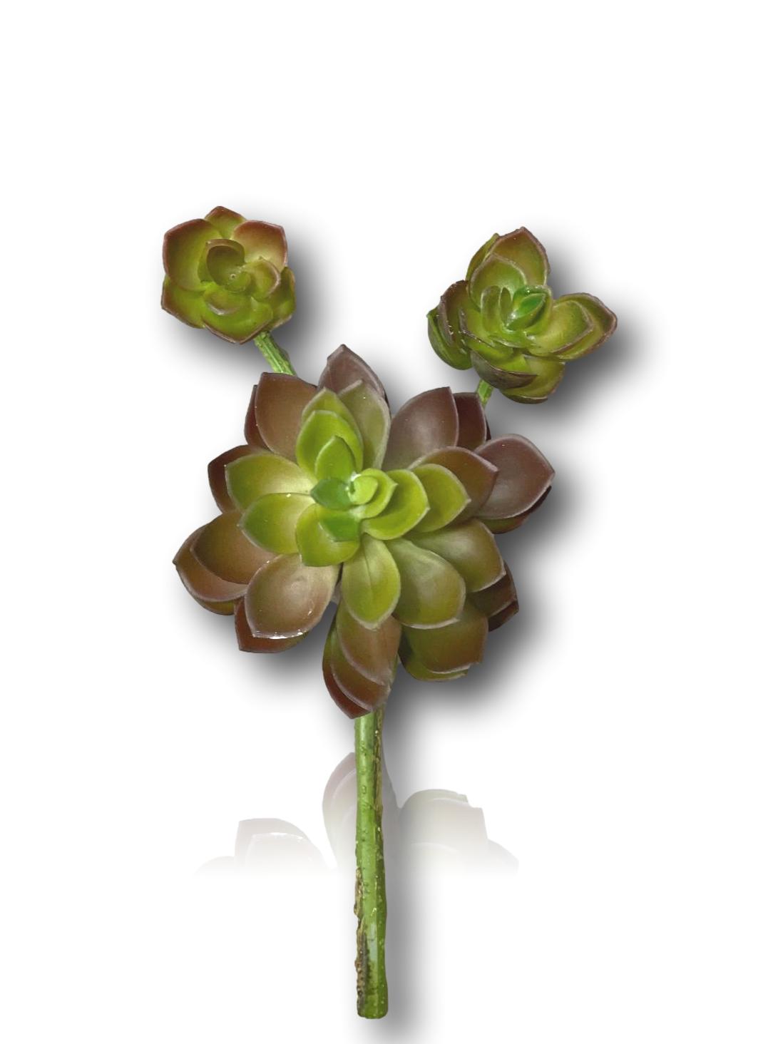 10'' SUCCULENT ( 189918 )
