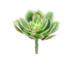 5” Soft Echeveria Pick ( CM4416-GR/PK )