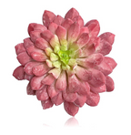 6” Lotus Succulent Pick ( 142865-Red/Green )