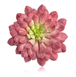 6” Lotus Succulent Pick ( 142865-Red/Green )