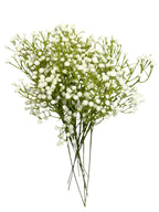 24” Faux Plastic Baby’s Breath ( SS999- Cream ) INT999