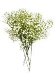 24” Faux Plastic Baby’s Breath ( SS999- Cream ) INT999