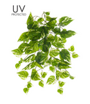 19" UV Protected Pothos Bush ( PBE316 )