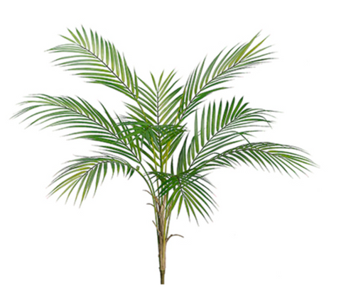 34" Areca Palm Plant ( PPA400 )
