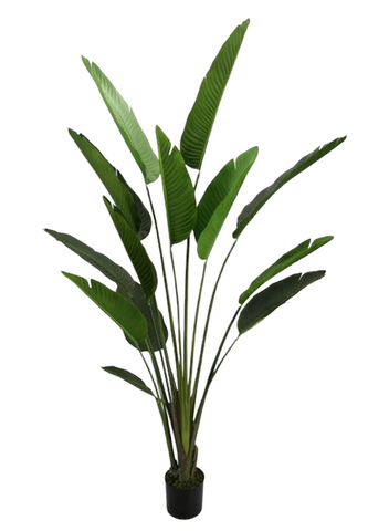 6’ Faux Traveler Palm Tree ( TT639P )