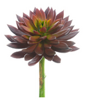 8'' Echeveria Pick ( CE3235-BU )