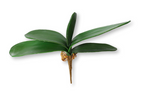 13'' Faux Phalaenopsis Leaf ( QSL719-GR )