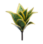 8" Mini Sanseveria Plant Green Cream #CA0308-GR/CR