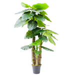 6’ Faux Real Touch Taro Tree ( INT8059-37 )