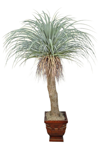 4.17’ Faux Yucca Linearifolia Plant ( TWY3131-P )