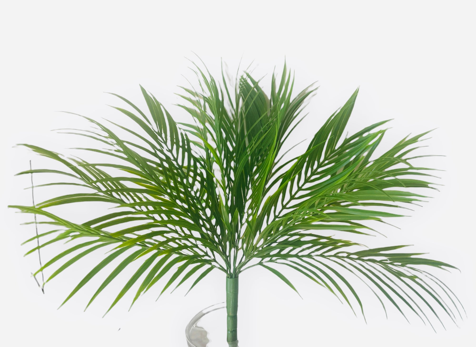 PALM LEAF X14 # BPA1255