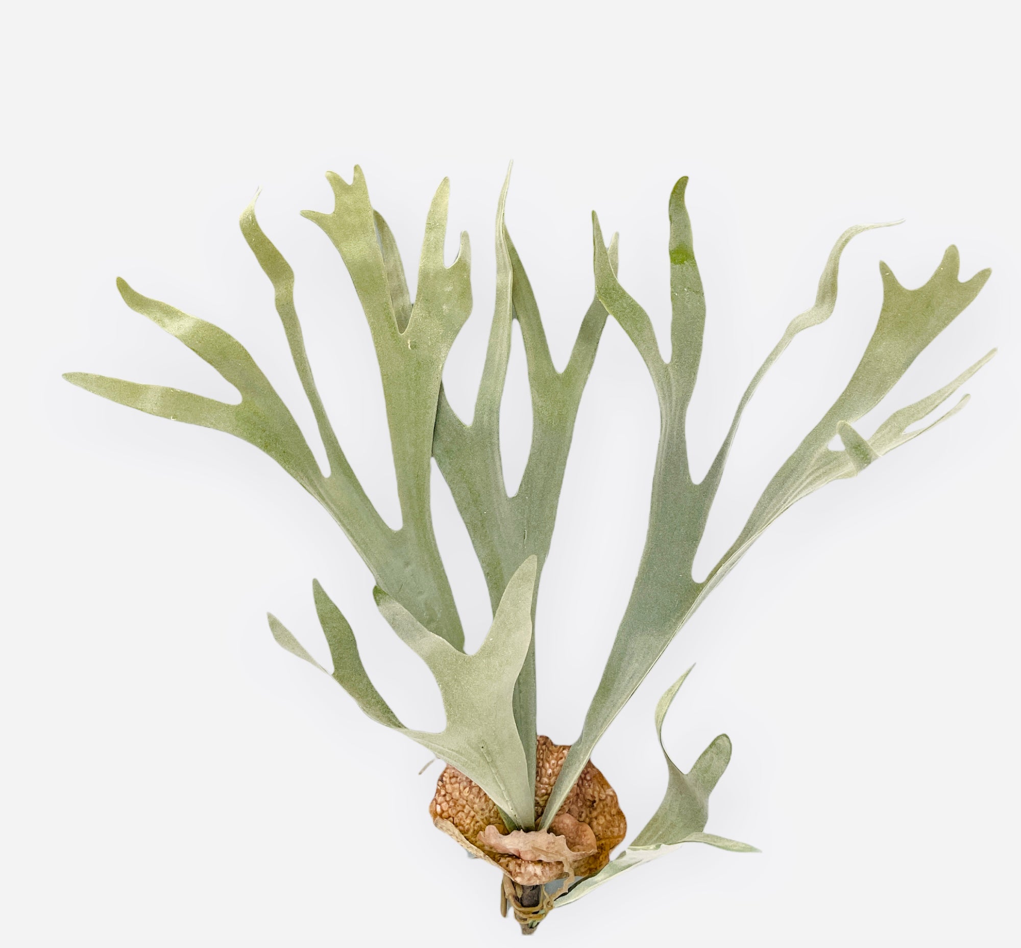 24.5" Artificial Staghorn Plant ( PSS835 )