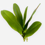12" Faux Orchid Leaf ( HF0627 )