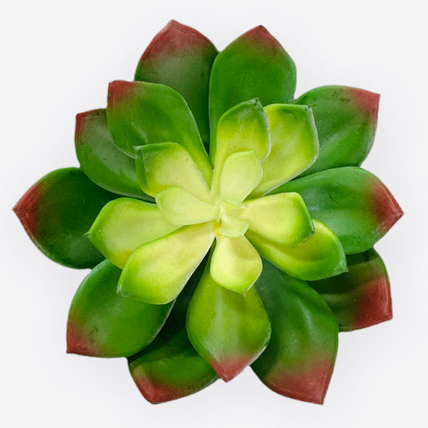 4.5'' SUCCULENT ( LN3467 )