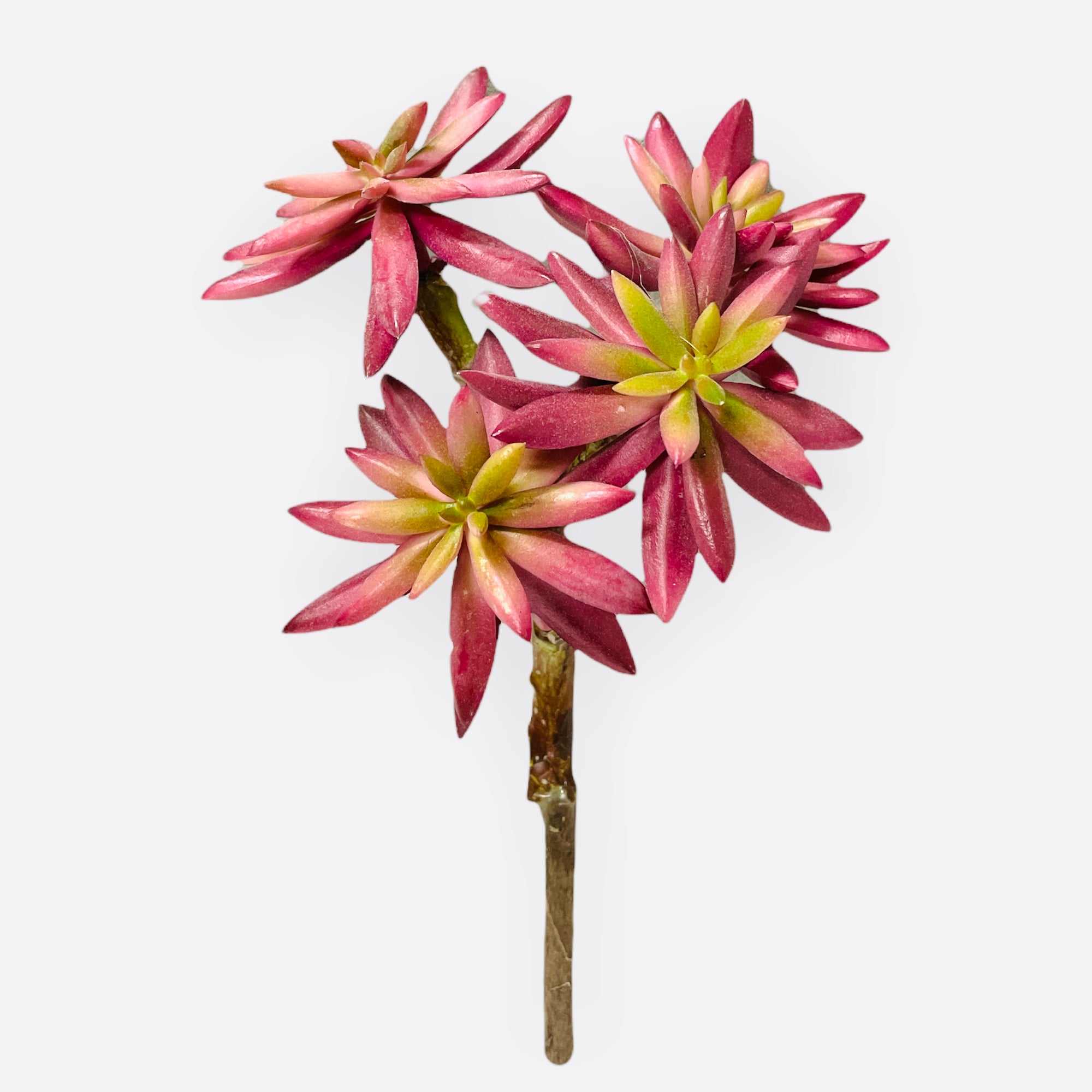 9.5'' SUCCULENT ( CE2791BUG )