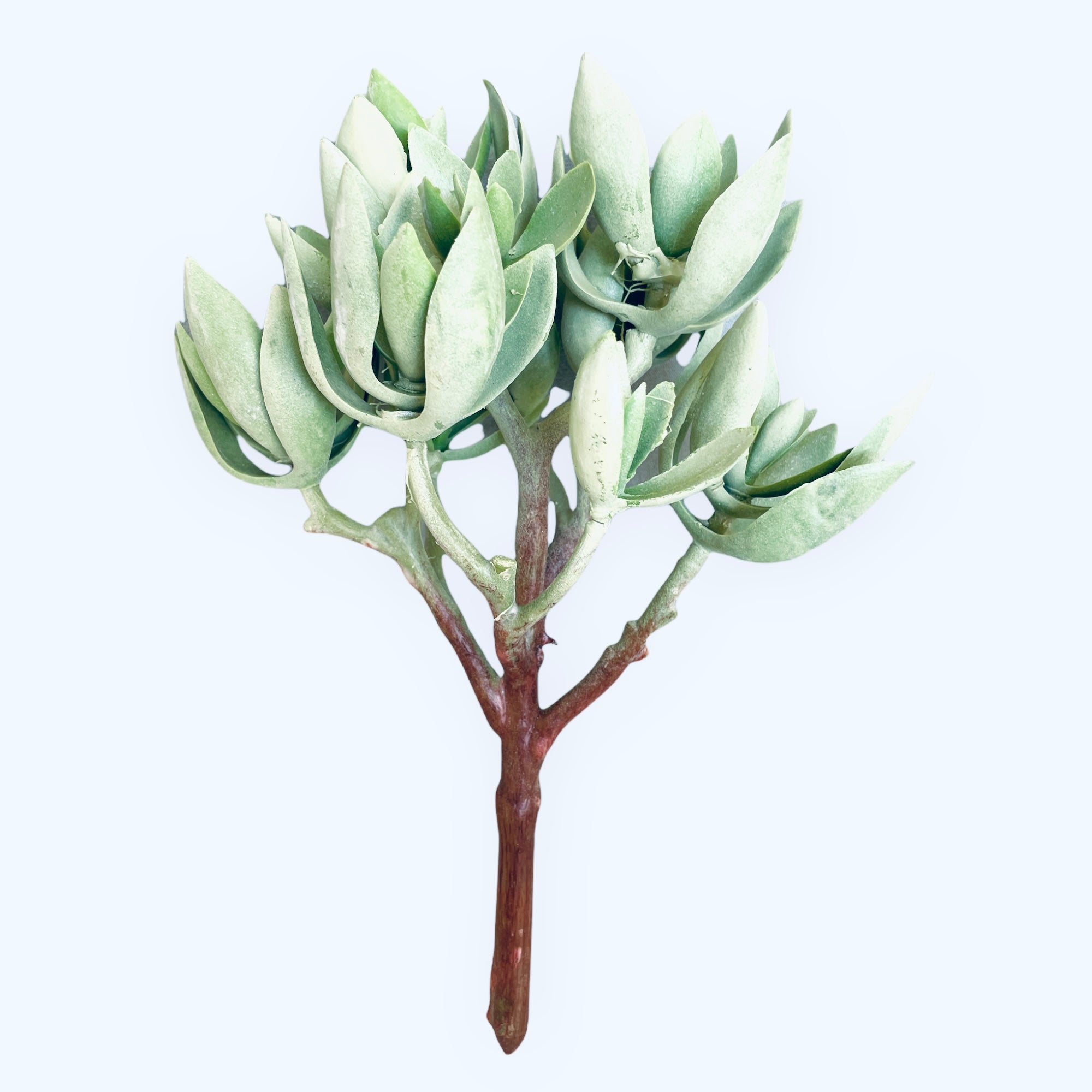 9'' SUCCULENT ( 123993-GY/GN )