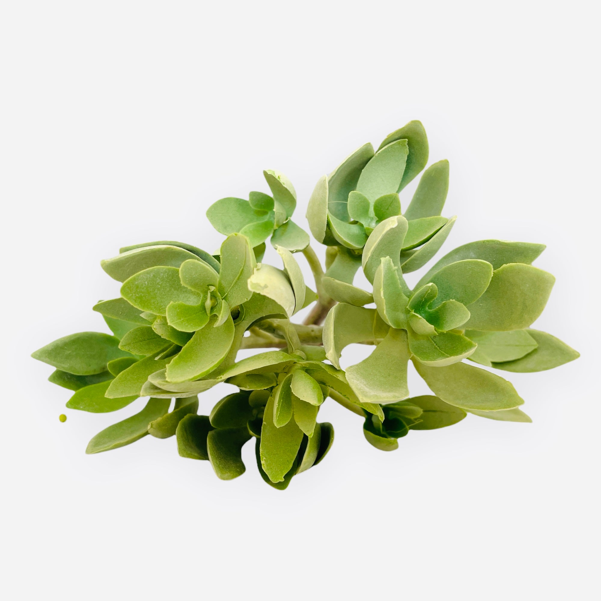 9'' SUCCULENT ( 123993-GY/GN )