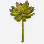 9'' ECHEVERIA PICK ( CM4313-GR/BU )