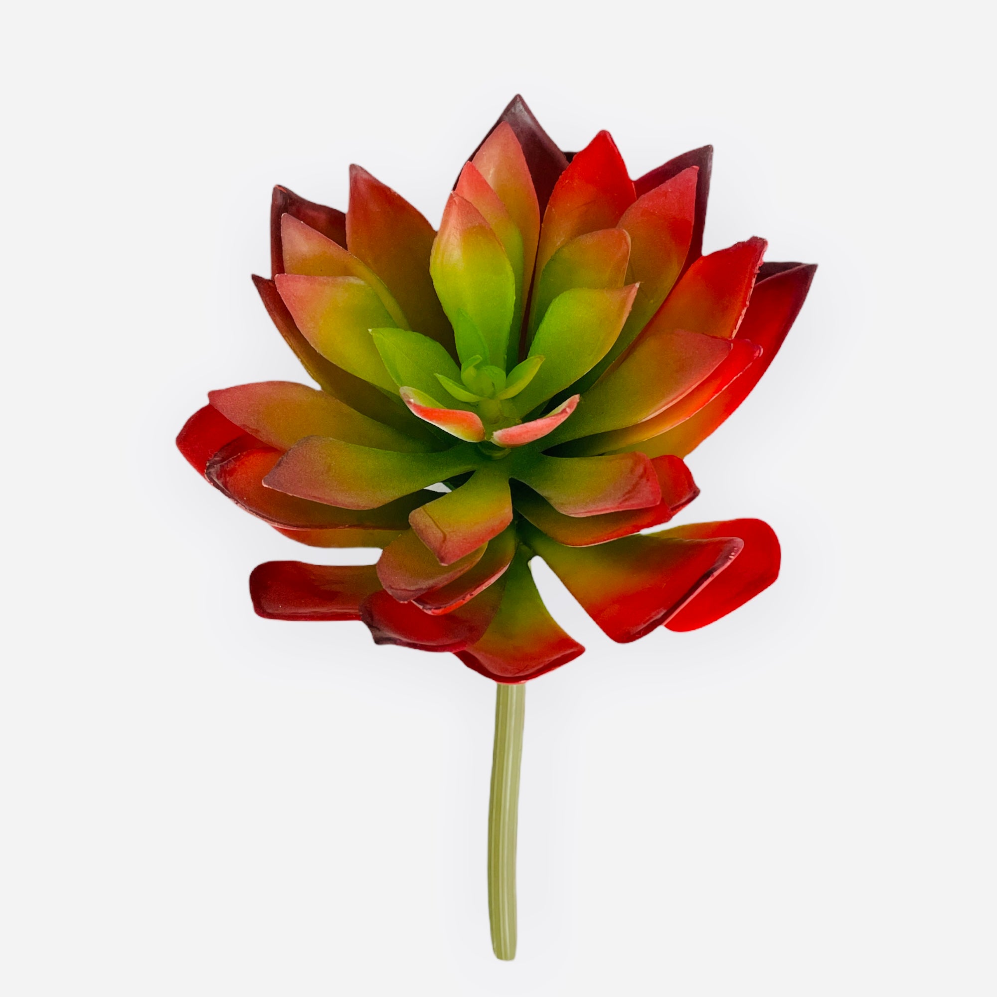 10'' ECHEVERIA PLANT  ( CE638-BU )