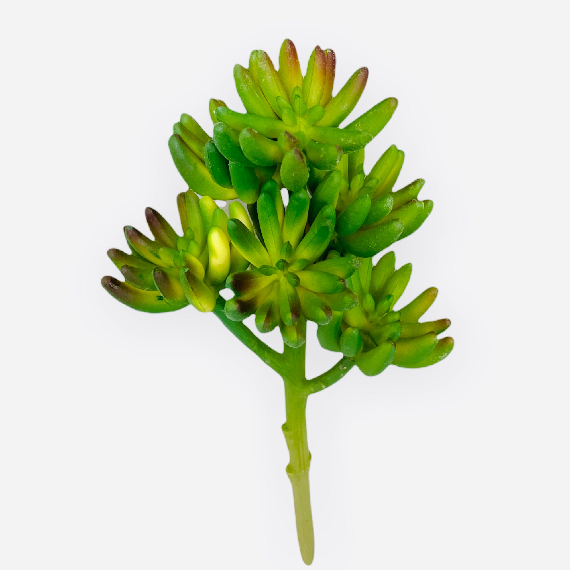7'' SUCCULENT ( INT-047 )