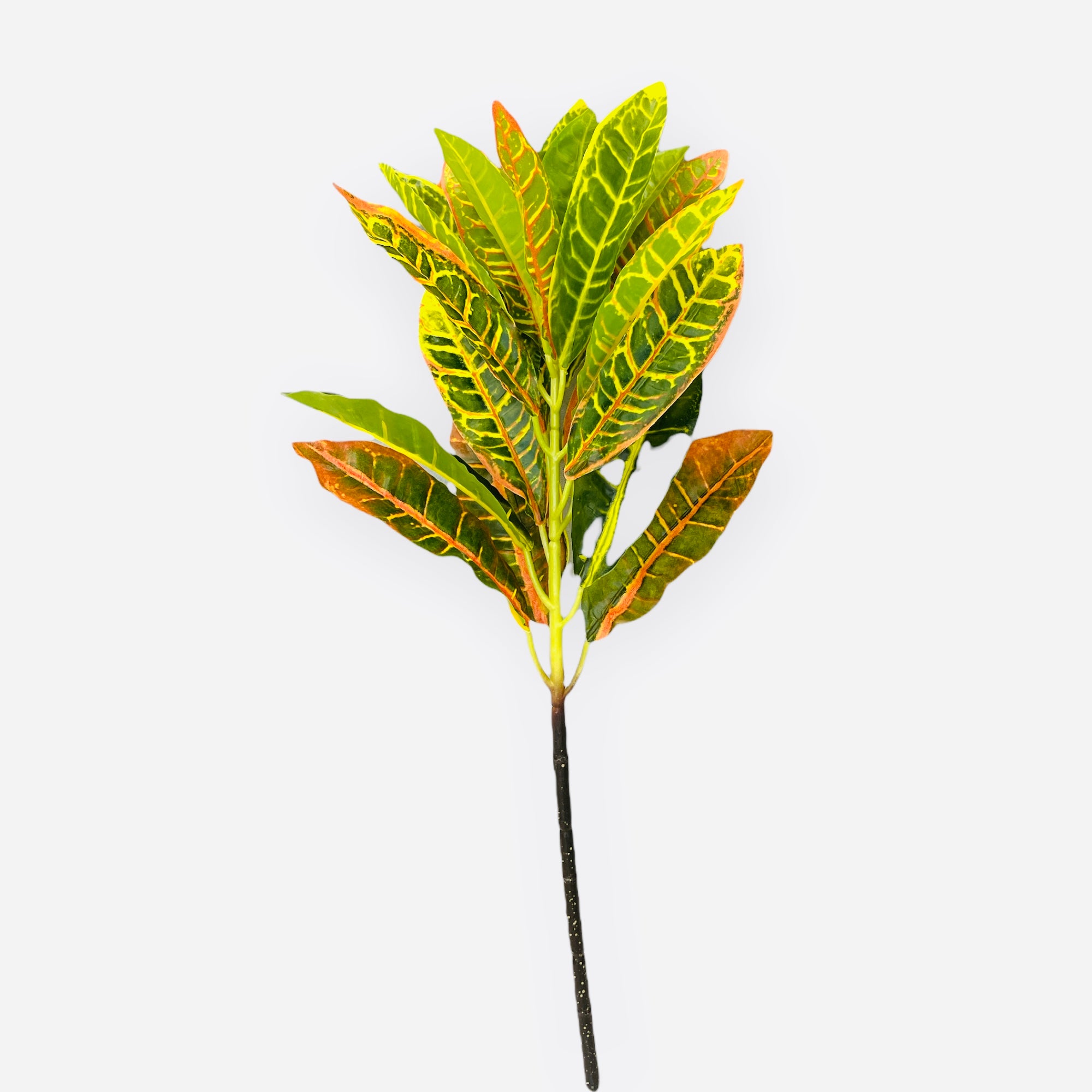 21" Croton Spray ( PSC062-YE/GR)