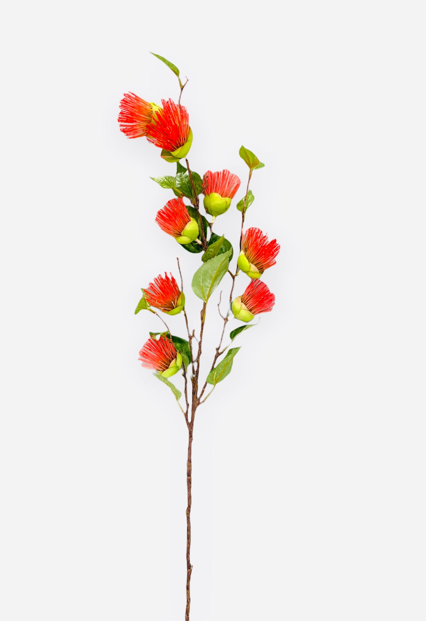 MATEHSTICK BANSKIA X8 #FB367