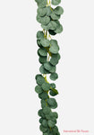 6' Eucalyptus Vine ( JQ-180 )