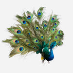 16'' K-D OPEN TAILED PEACOCK # BB1921-PC