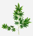 27'' Lucky Leaf Japanese Maple ( GLS67 )