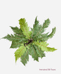 23'' Forest Fern ( INT16004 )