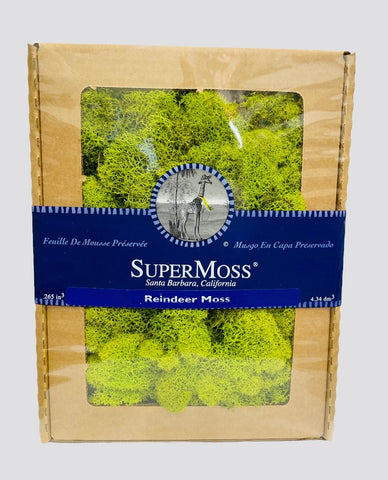 REINDEER MOSS ( 25111)