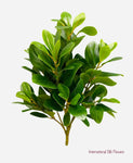 20'' Peperomia Leaf Bush ( PBP120-GR )