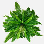 23'' BOSTON FERN BUSH ( PBF025-GR )