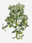 13"  Fittonia Hanging Bush ( PBH662-GR/WH )