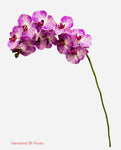 37" Real Touch Phalaenopsis Spray ( FO7195-CPU )
